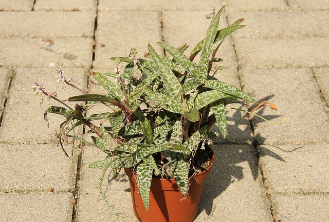 Ledebouria socialis