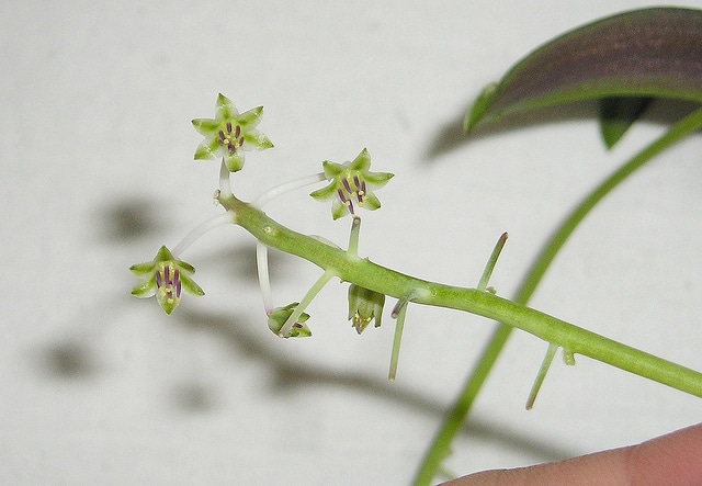 Ledebouria socialis