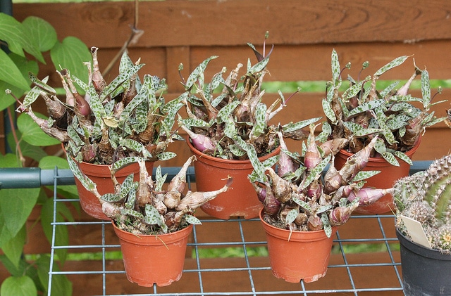 Ledebouria socialis