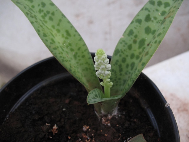 Ledebouria socialis (Ledebouria socialis)