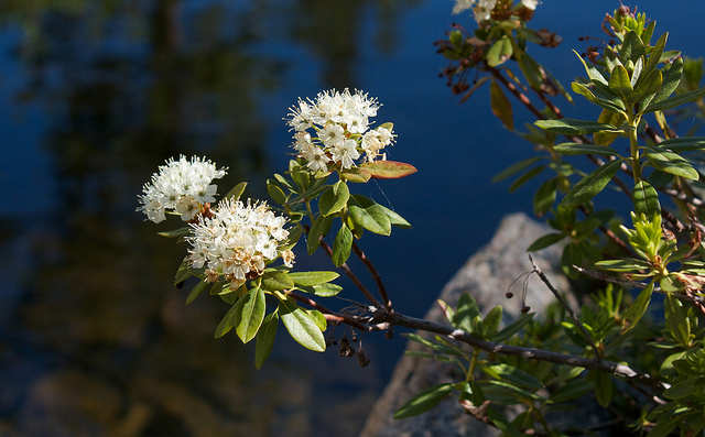 Ledum glandulosum
