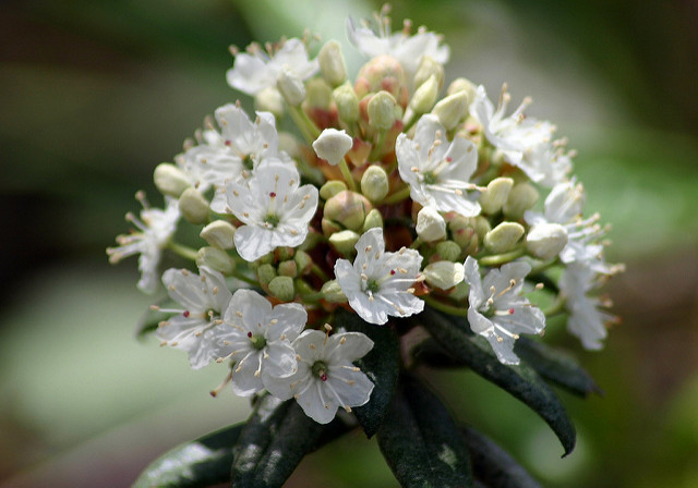 Ledum glandulosum