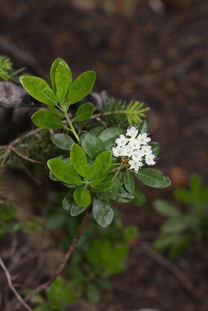 Ledum glandulosum