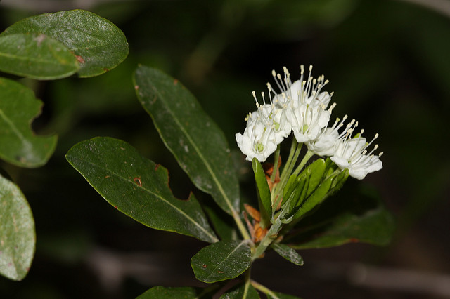 Ledum glandulosum