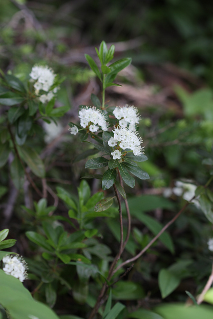 Ledum glandulosum