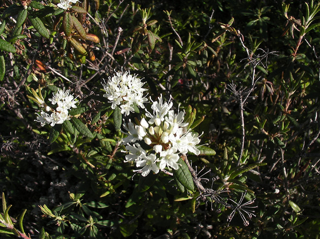 Thé du labrador (Ledum groenlandicum)