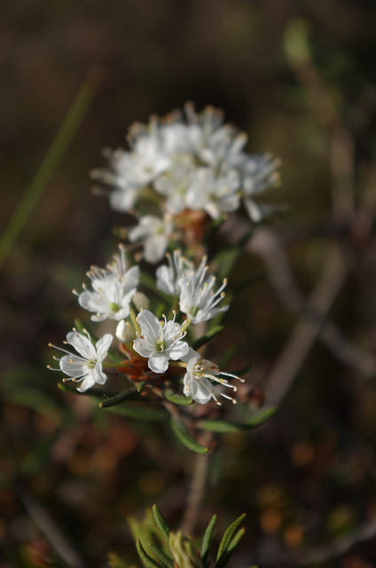 Lédon des marais (Ledum palustre)