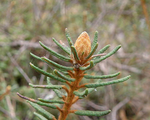 Lédon des marais