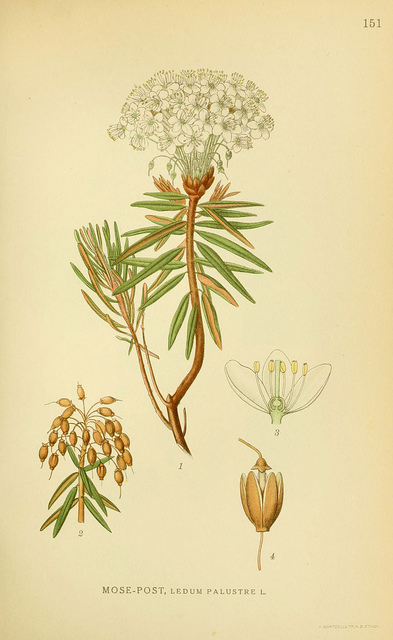 Lédon des marais