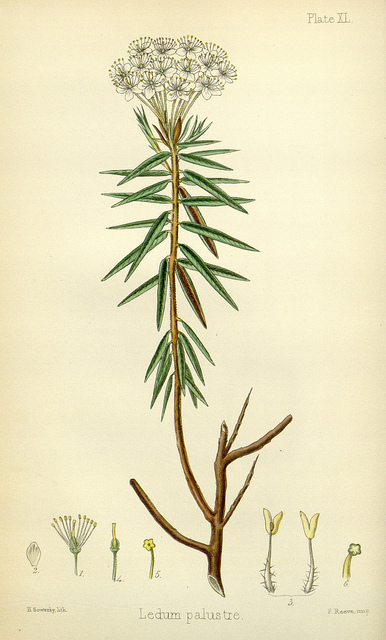 Lédon des marais