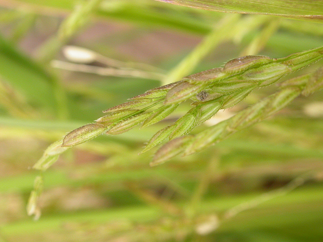 Faux riz