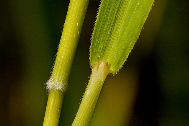 Faux riz