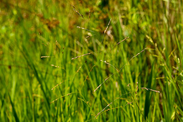 Faux riz (Leersia oryzoides)