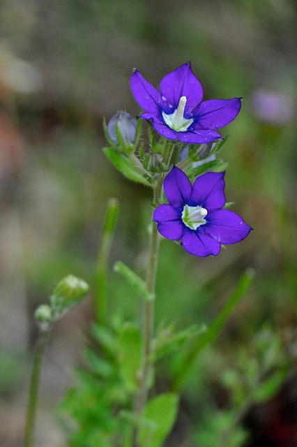 Spéculaire pentagonale (Legousia pentagonia)