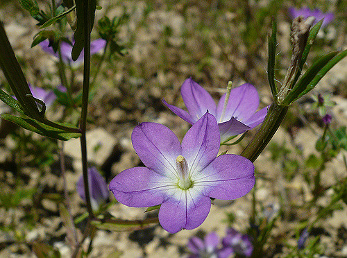 Miroir-de-vénus