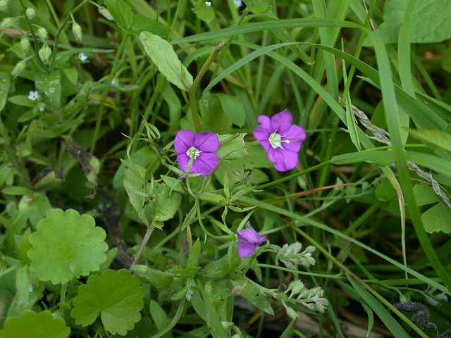 Miroir-de-vénus (Legousia speculum-veneris)