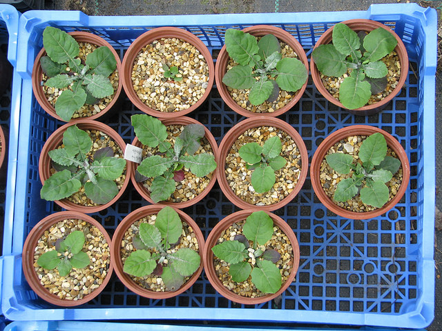 Leibnitzia anandria (Leibnitzia anandria)
