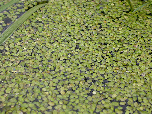 Lemna minor