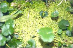 Lemna minor