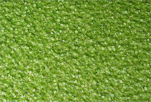 Lemna minor
