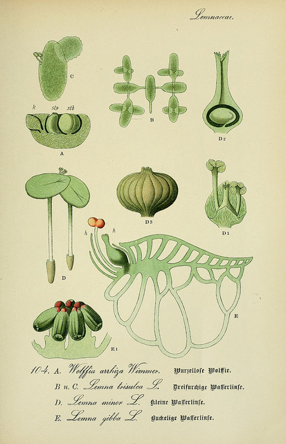 Lenticule à trois lobes
