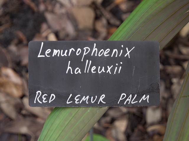 Lemurophoenix halleuxii