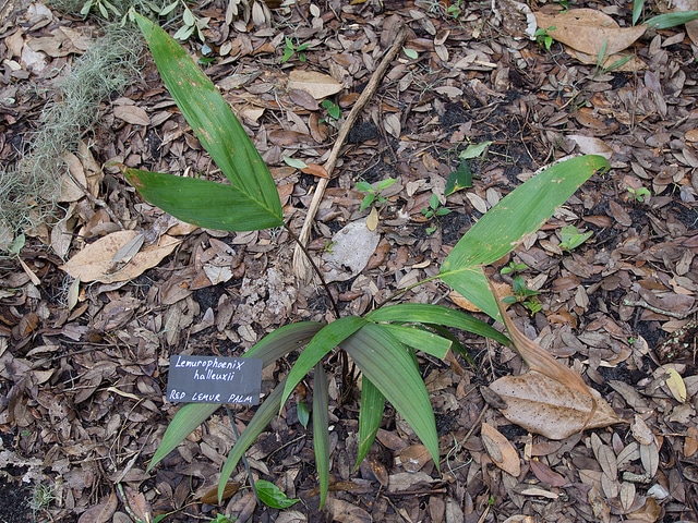 Lemurophoenix halleuxii