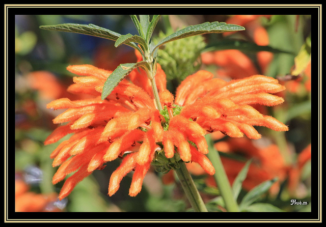 Léonotis agripaume (Leonotis leonurus)