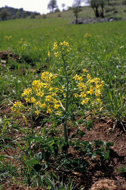 Leontice leontopetalum (Leontice leontopetalum)