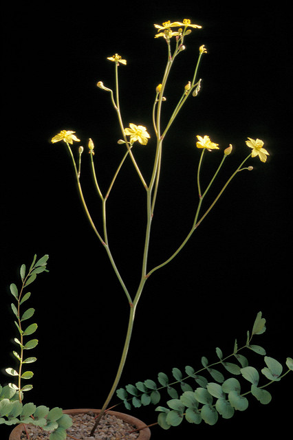 Leontice leontopetalum