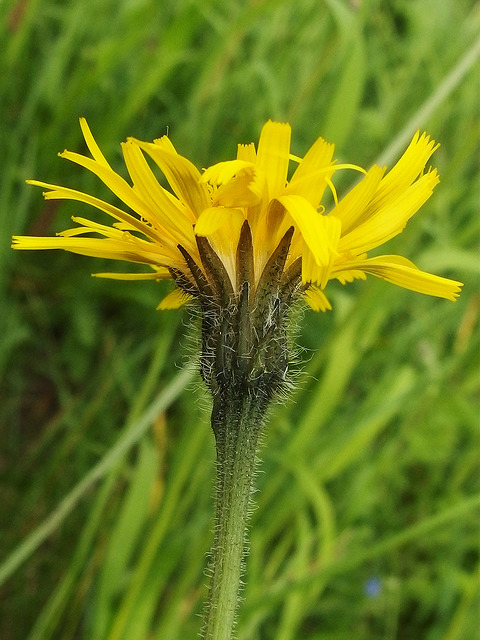 Liondent hispide