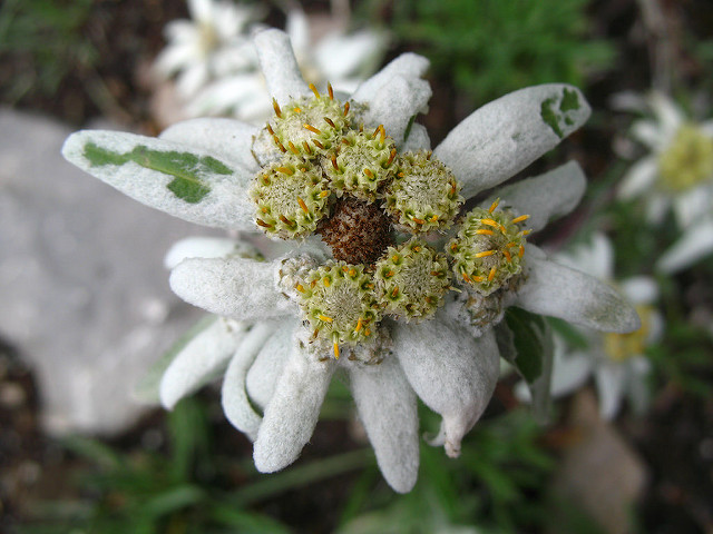 Edelweiss