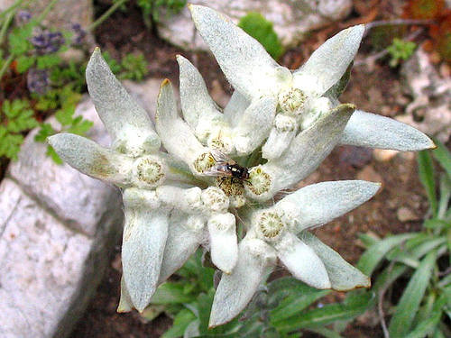 Edelweiss