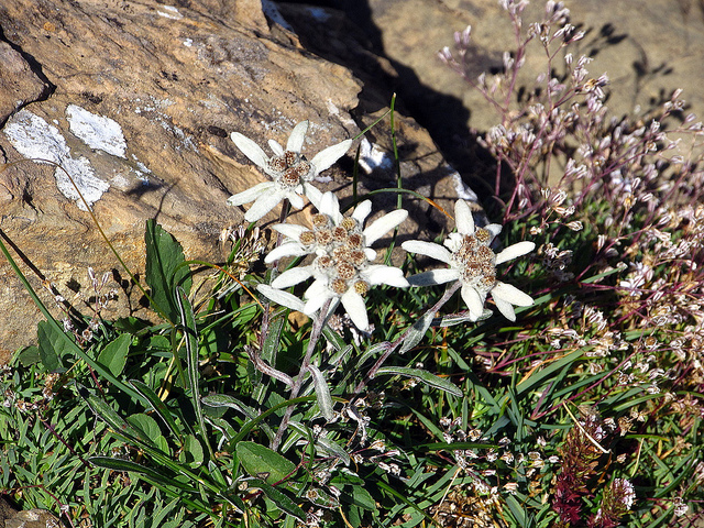 Edelweiss