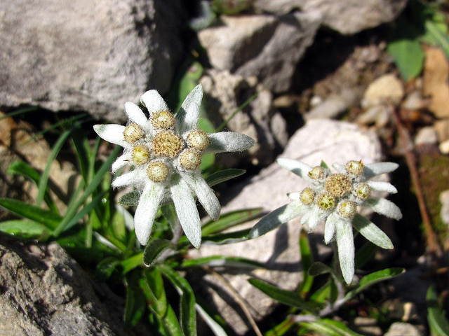 Edelweiss
