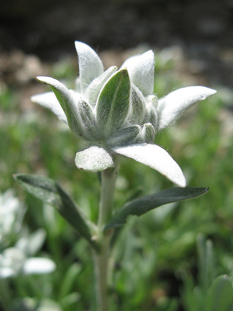 Edelweiss