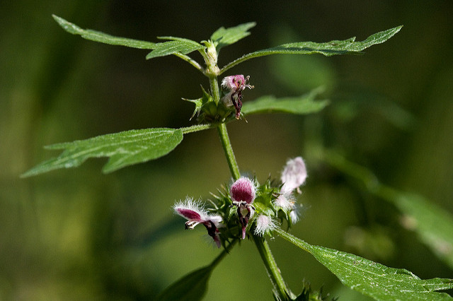 Agripaume cardiaque (Leonurus cardiaca)
