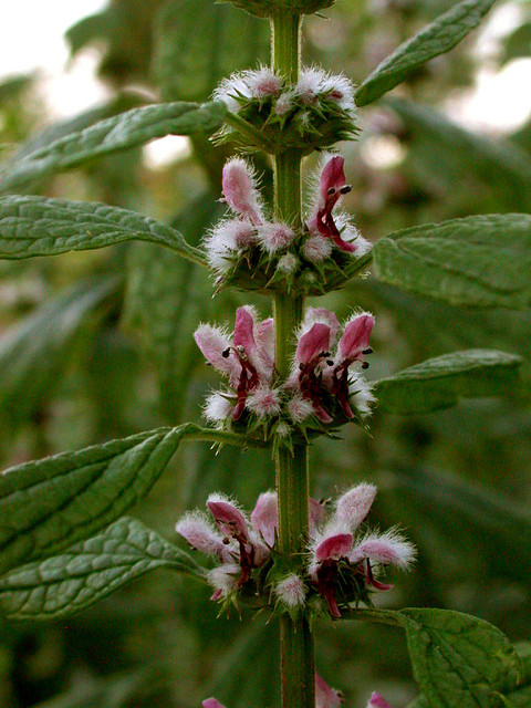 Agripaume cardiaque
