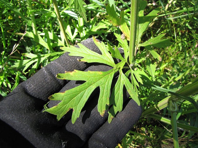 Agripaume du japon (Leonurus japonicus)