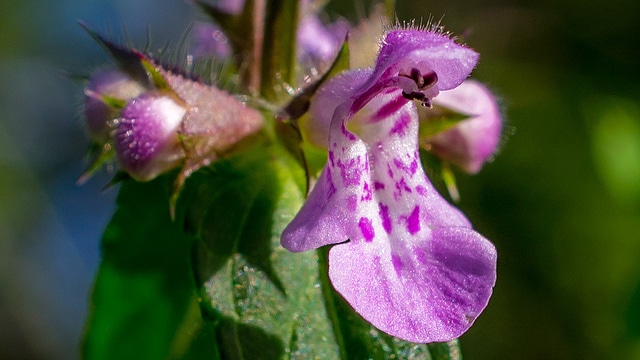 Leonurus macranthus (Leonurus macranthus)
