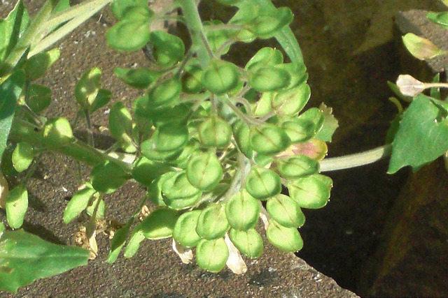 Bourse-de-judas (Lepidium campestre)
