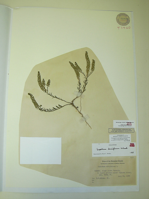 Passerage à fleurs denses (Lepidium densiflorum)