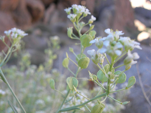Lepidium fremontii