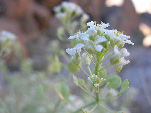 Lepidium fremontii