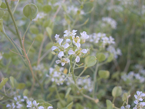 Lepidium fremontii