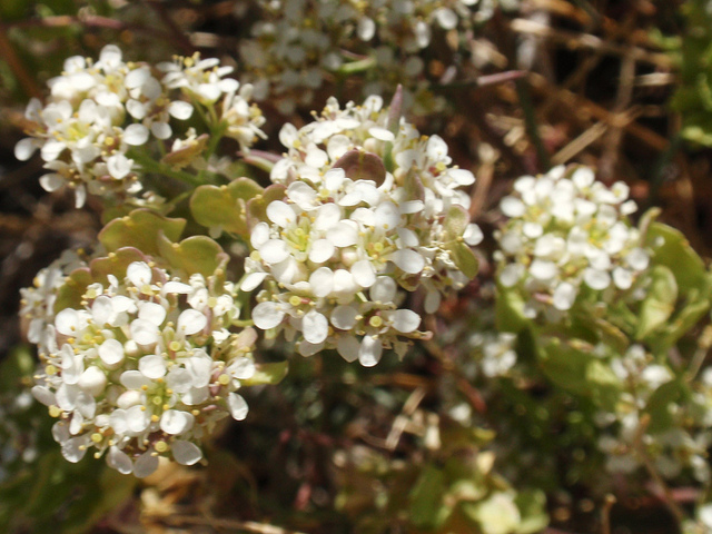 Lepidium fremontii