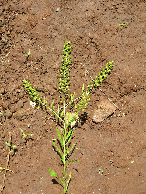 Lepidium hyssopifolium
