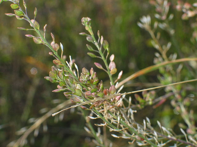 Lepidium hyssopifolium
