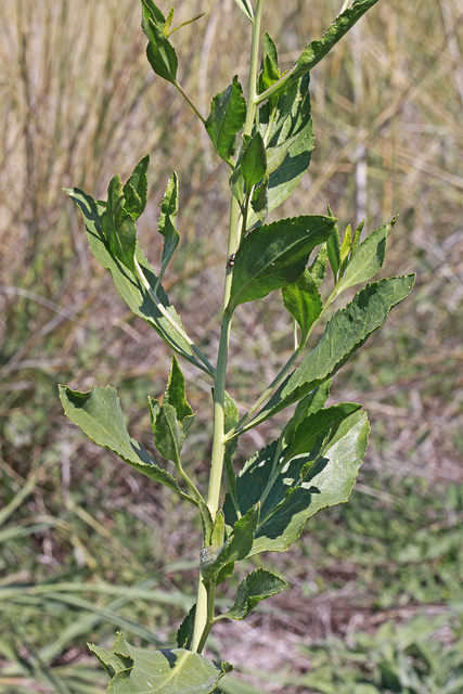Grande passerage (Lepidium latifolium)