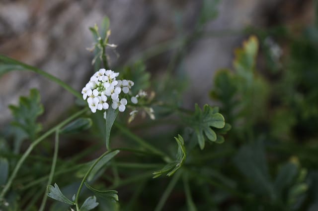 Lepidium montanum